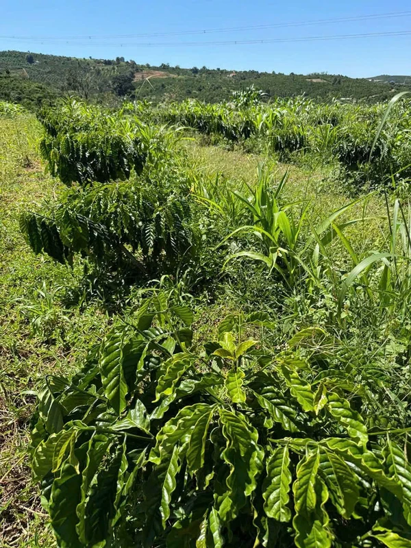 Bán đất 6 sào (6000 m2) ở Tân Văn, Hóc Môn, giá 2,35 tỷ