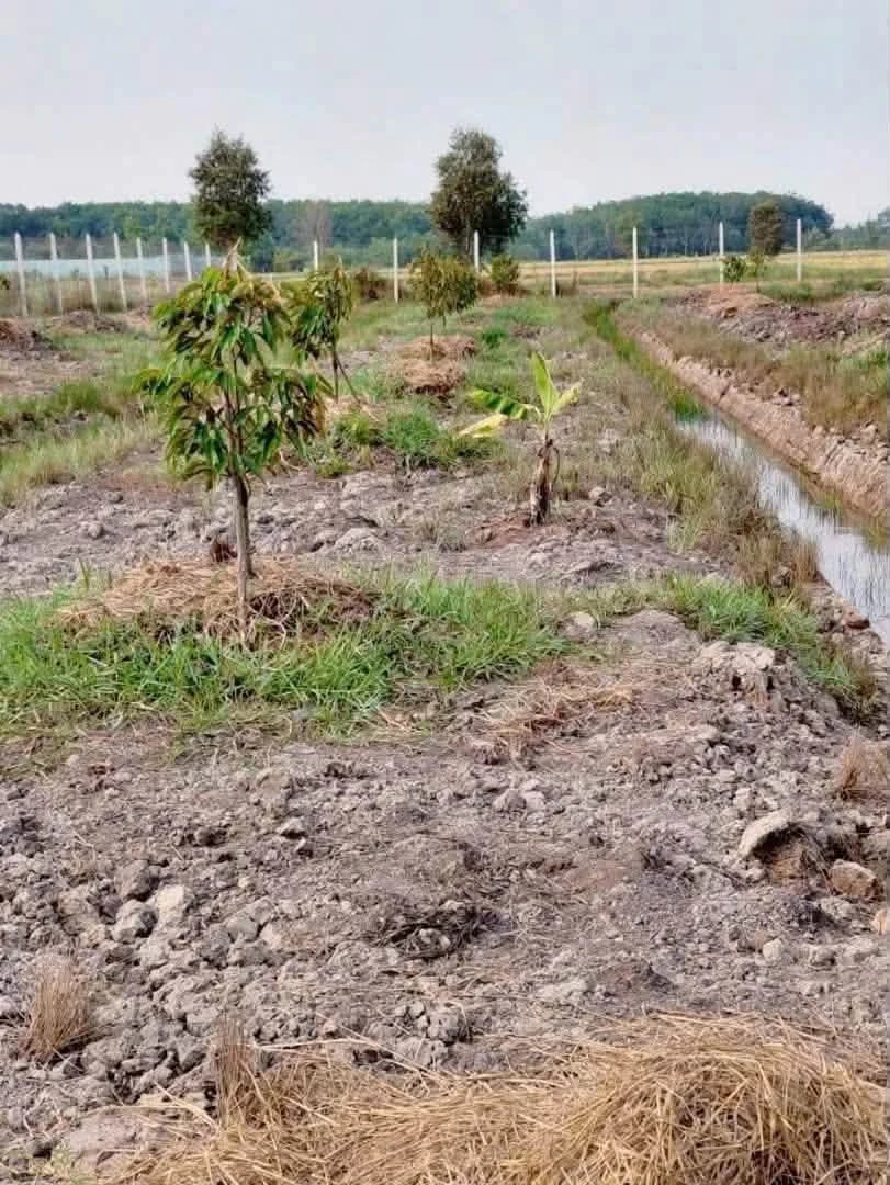 Bán đất vườn sầu riêng 2.248m2 mặt tiền kênh T5 giá 3,1 tỷ tại Phú An - Ảnh thu nhỏ 5