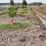 Bán đất vườn sầu riêng 2.248m2 mặt tiền kênh T5 giá 3,1 tỷ tại Phú An - Ảnh thu nhỏ 5