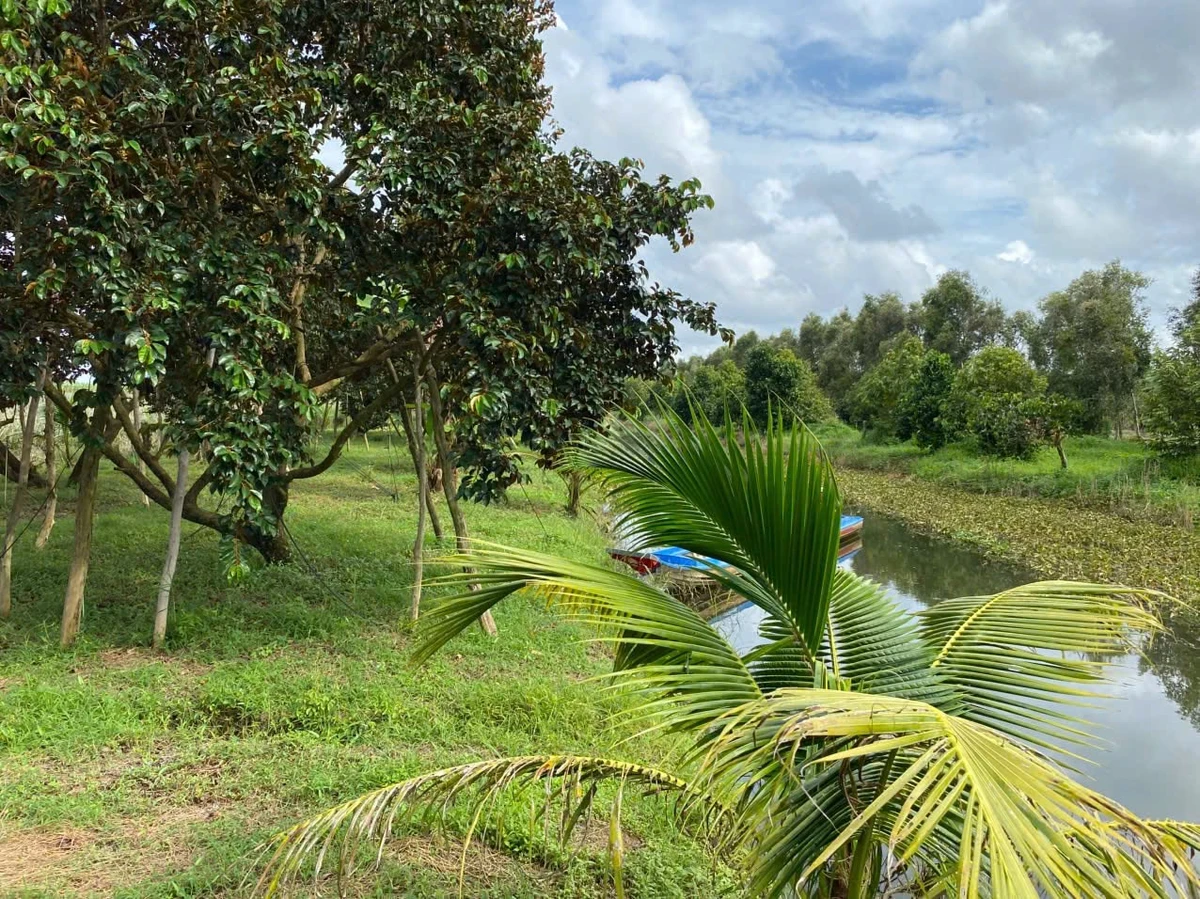 Bán vườn 37.000m² Kiên Giang, sổ hồng, 3.5 tỷ - Ảnh thu nhỏ 2