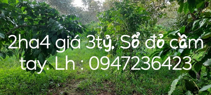 Bán đất Thống Nhất, 2ha4, sổ đỏ cầm tay