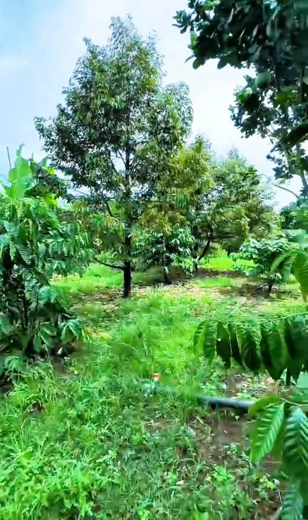 Bán đất vườn 1870m² Phường Xuân Lập Long Khánh Đồng Nai - Ảnh 1