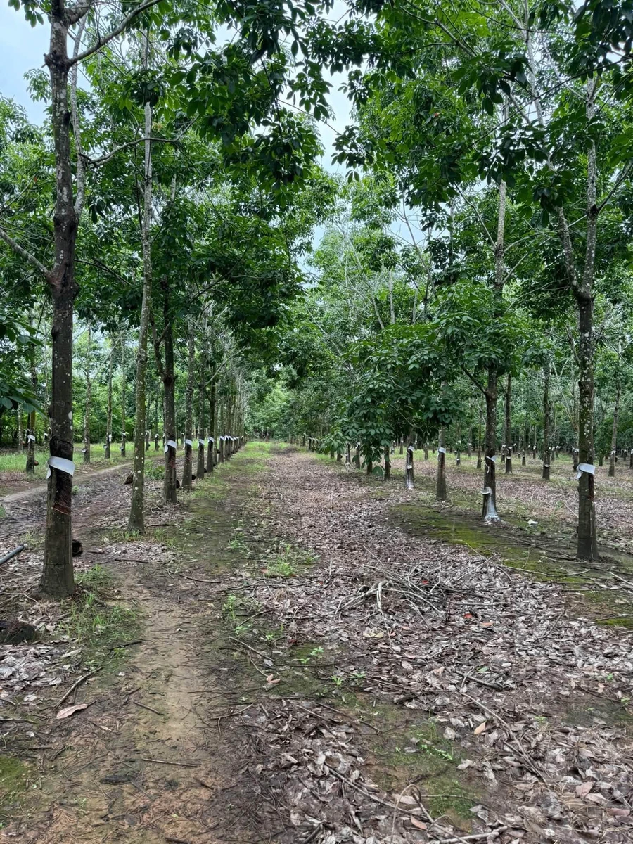 Bán 4,2 ha đất trồng cao su đang thu hoạch, giá 2,2 tỷ, huyện Ea Súp, Đắk Lắk - Ảnh thu nhỏ 3