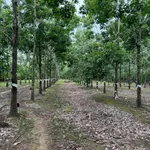Bán 4,2 ha đất trồng cao su đang thu hoạch, giá 2,2 tỷ, huyện Ea Súp, Đắk Lắk - Ảnh thu nhỏ 3