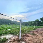 Bán đất thổ cư 100m² Tân Hưng Đồng Nai 90 triệu - Ảnh thu nhỏ 1