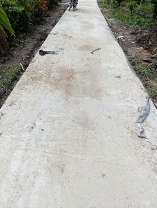Chính chủ bán 11 công đất trồng lúa Hòa Mỹ, Hậu Giang - Ảnh 1