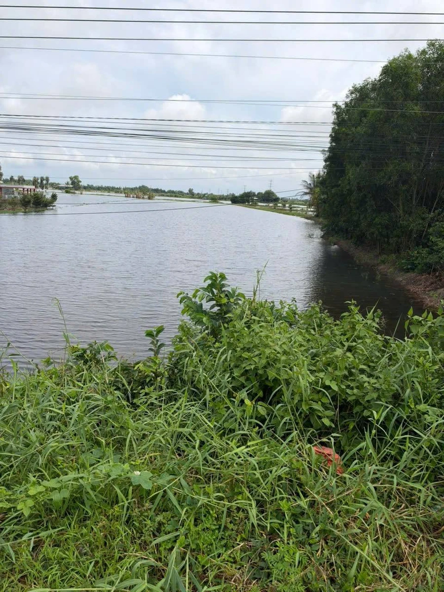 Bán đất lúa mặt tiền QL62, 12500 m², Long An, 13 tỷ - Ảnh 1