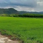 Bán đất xây nhà vườn 468m2 view cánh đồng Xã Hòa Phú - Ảnh thu nhỏ 5