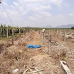 Bán vườn thanh long 2,8ha Tân Hải, Bình Thuận - Ảnh thu nhỏ 4