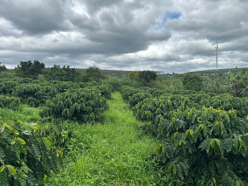 Bán 1,9 ha đất trồng cà phê Gia Lai 4,5 tỷ