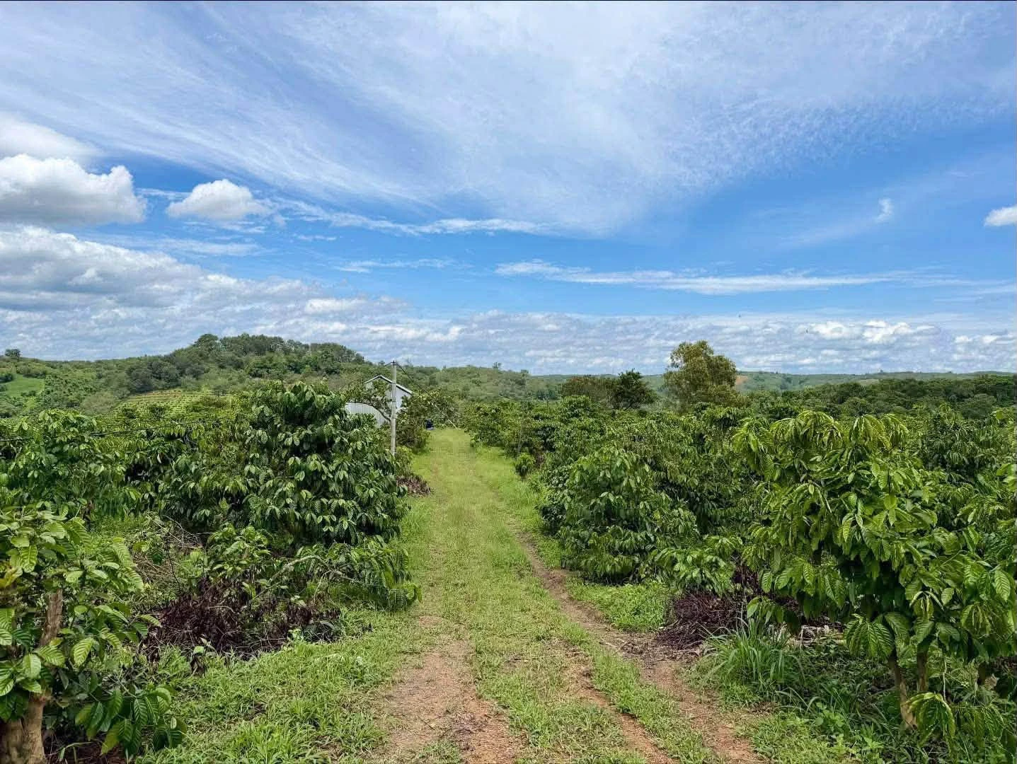 Bán 2,5ha rẫy cà phê Đắk Mil 1,799 tỷ - Ảnh 1