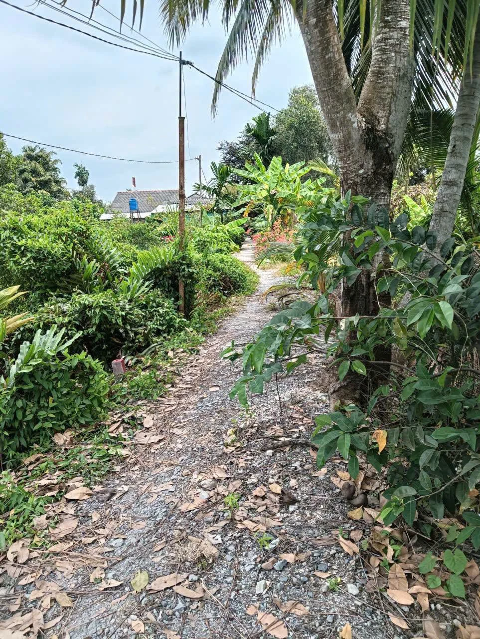 Bán 1337m2 đất vườn có 269m2 thổ cư tại Tân Thành, Thủ Thừa, sát chợ Thủ Thừa - Ảnh 1