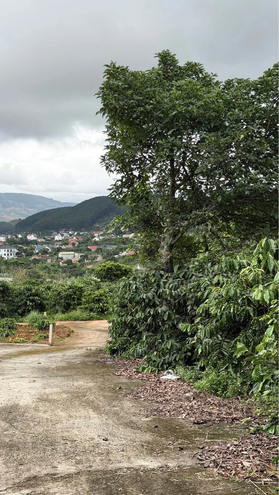 Bán 1000m² đất Mê Linh Đà Lạt có vườn cà phê - Ảnh 1