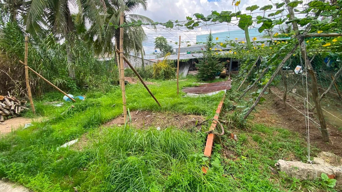 Bán nền mặt tiền Bờ Dừa 115m2 Bến Tre 820 triệu - Ảnh 1