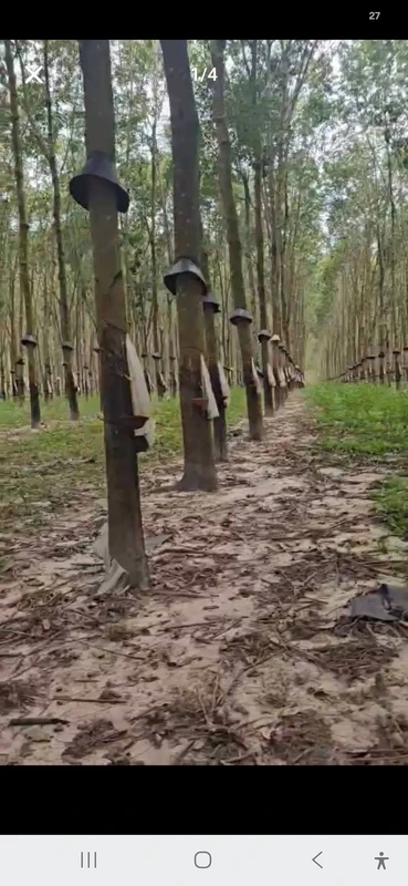 Bán 8 hectare cao su tại Chư Păh, Gia Lai, 8.3 tỷ