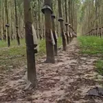 Bán 8 hectare cao su tại Chư Păh, Gia Lai, 8.3 tỷ - Ảnh thu nhỏ 1