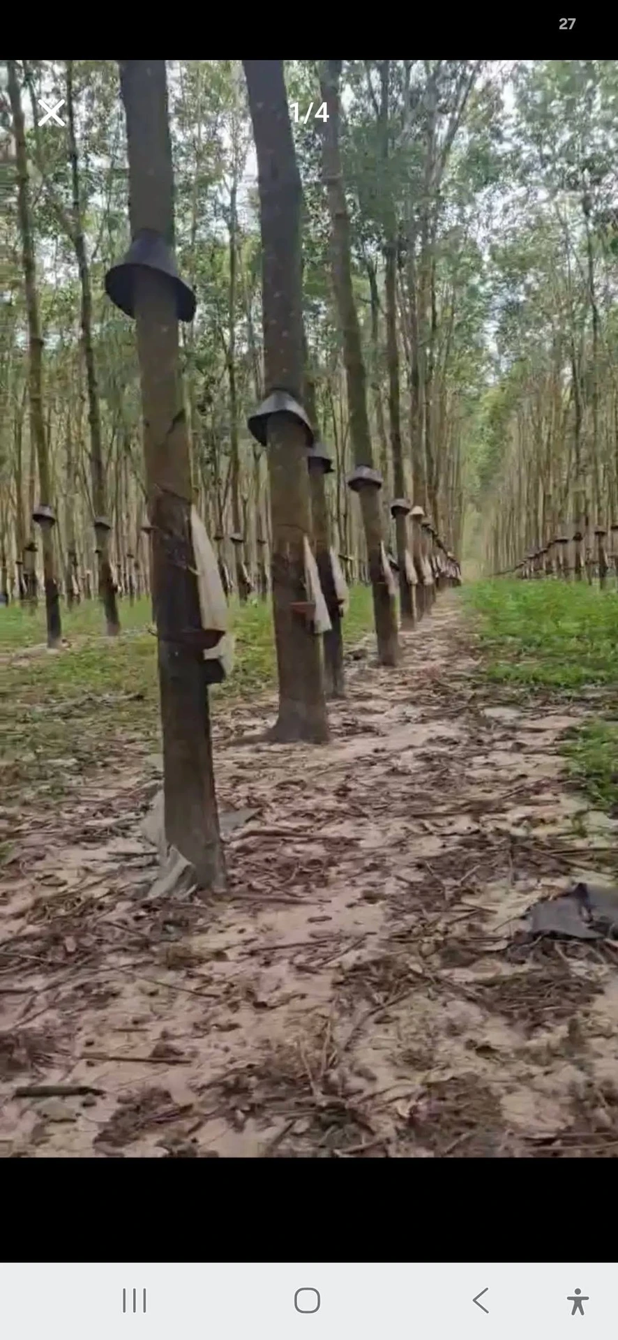 Bán 8 hectare cao su tại Chư Păh, Gia Lai, 8.3 tỷ - Ảnh 1