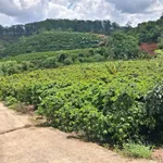 Bán 4.400m² đất nông nghiệp trồng cà phê Xuân Sơn - Ảnh thu nhỏ 5