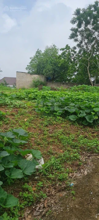 Đất giữa thị trấn Kép, Lạng Giang. 638m2 - Full thổ cư. Giá 3,5 tỷ - Ảnh thu nhỏ 2