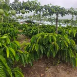 Bán đất 7 hecta trồng cà phê Củ Chi, 4.7 tỷ - Ảnh thu nhỏ 3