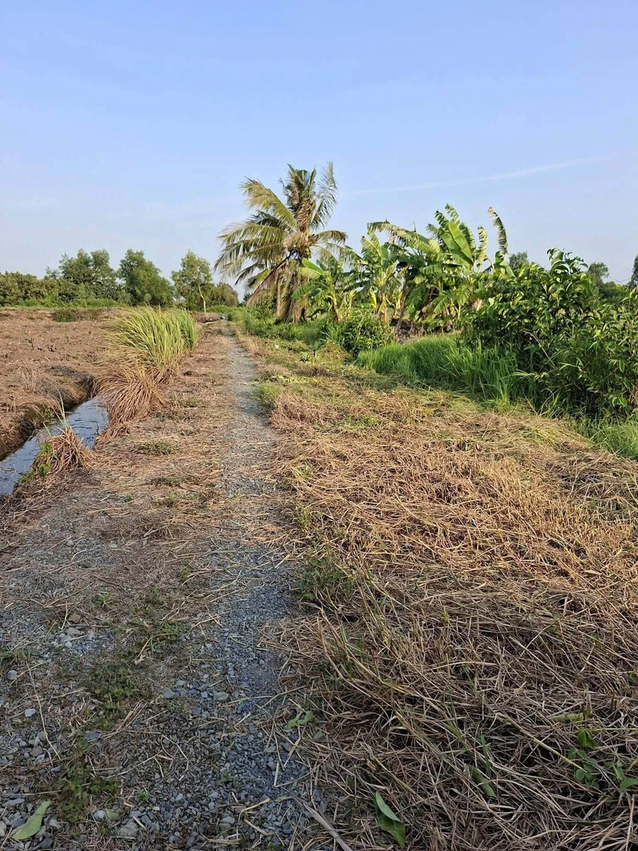 Bán 1200m2 đất vườn ấp 3 Tân Thành, Thủ Thừa, Long An giá 550 triệu - Ảnh thu nhỏ 3