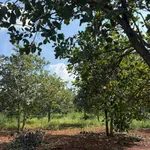 Bán rẫy 2.4ha đất đỏ Bazan Tân Lợi Đồng Nai 3 tỷ - Ảnh thu nhỏ 3