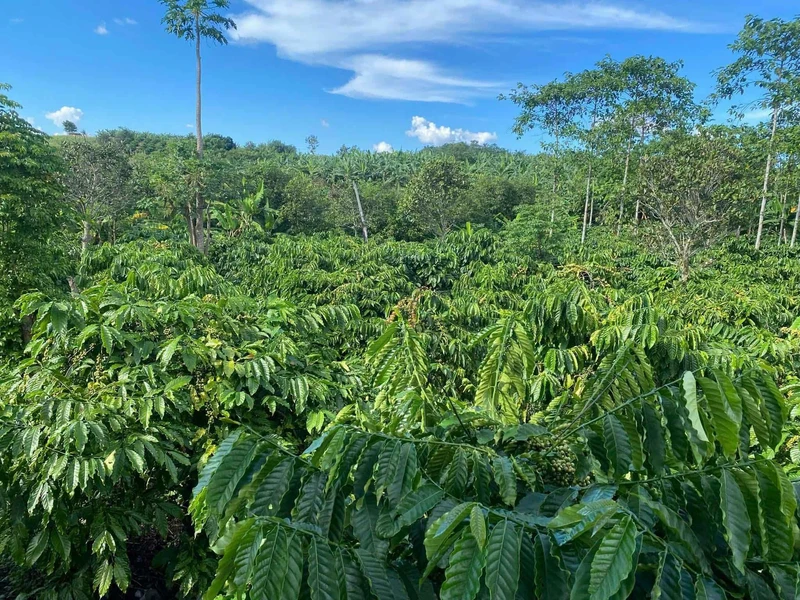 Bán đất 2,1 hectare Đắk Min, Đắk Nông, giá 1 tỷ 850 triệu