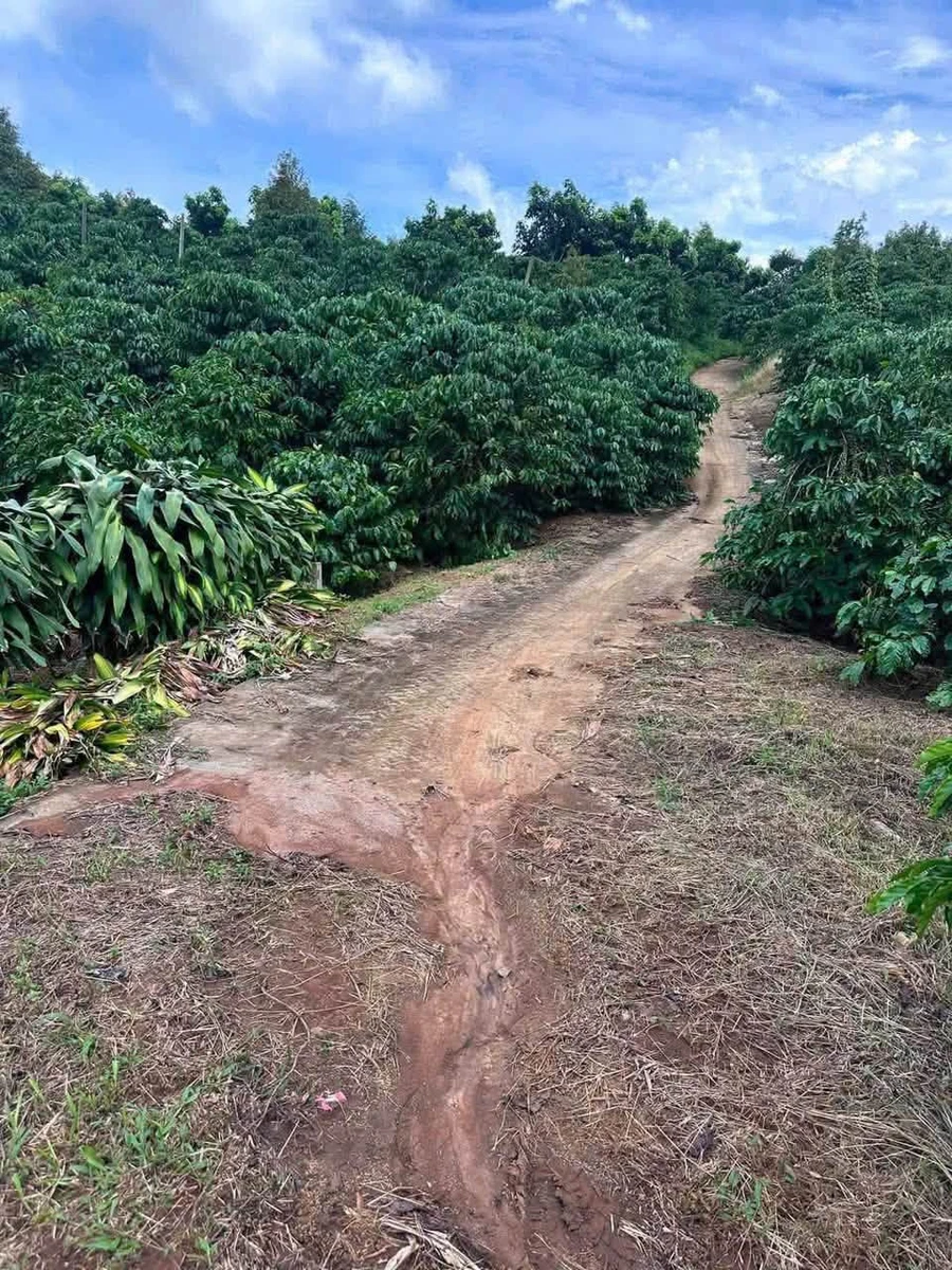 Bán vườn cà phê 12,6 sào Lộc An Bảo Lâm - Ảnh 1