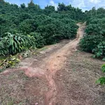 Bán vườn cà phê 12,6 sào Lộc An Bảo Lâm - Ảnh thu nhỏ 1