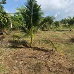 Bán đất 1500m² Xã Châu Hưng, Vĩnh Long 300 triệu - Ảnh thu nhỏ 5