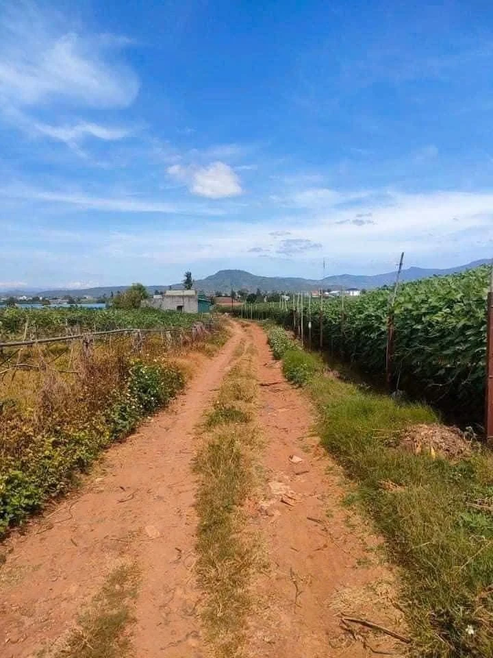 Bán 4.5 sào đất vườn Đức Trọng, Lâm Đồng, 90m mặt tiền, 5 tỷ - Ảnh thu nhỏ 2
