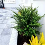 Bán nhà góc 2 mặt tiền 100m2 Trần Văn Cầu Thủ Đức - Ảnh thu nhỏ 4