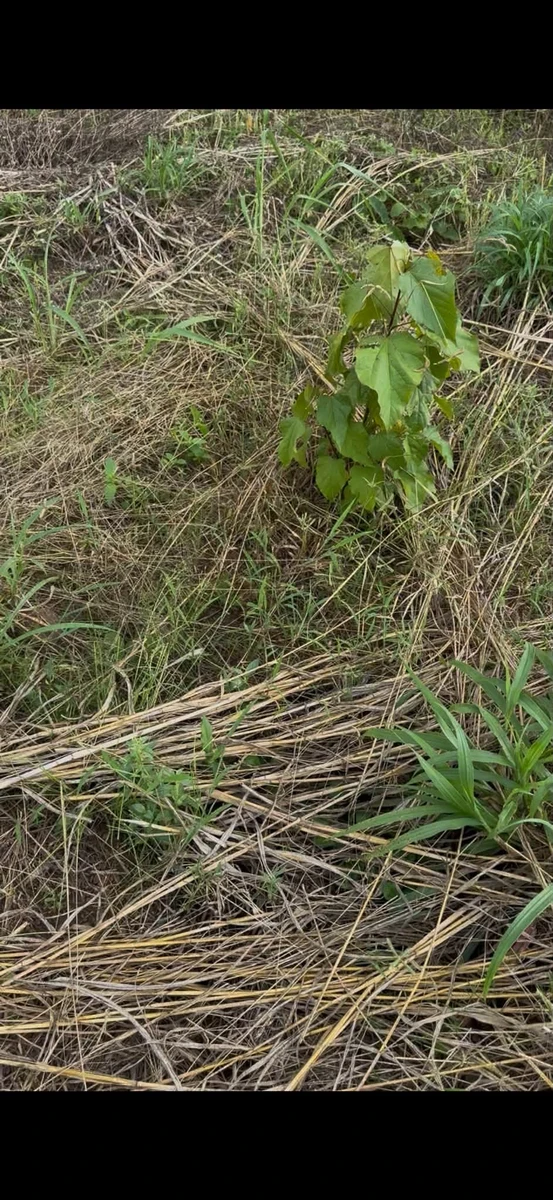 Bán 7,5 ha đất nông nghiệp Ea Súp, Đắk Lắk - Ảnh thu nhỏ 4