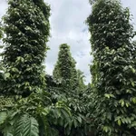Bán đất 1ha2 rẩy Đồi Thông Trường Xuân 2 tỷ 1 - Ảnh thu nhỏ 2