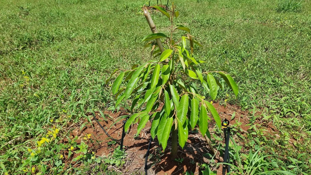 Bán đất sầu riêng và cao su 3ha ở Phú Riêng, Bình Phước - Ảnh 1