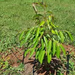 Bán đất sầu riêng và cao su 3ha ở Phú Riêng, Bình Phước - Ảnh thu nhỏ 1