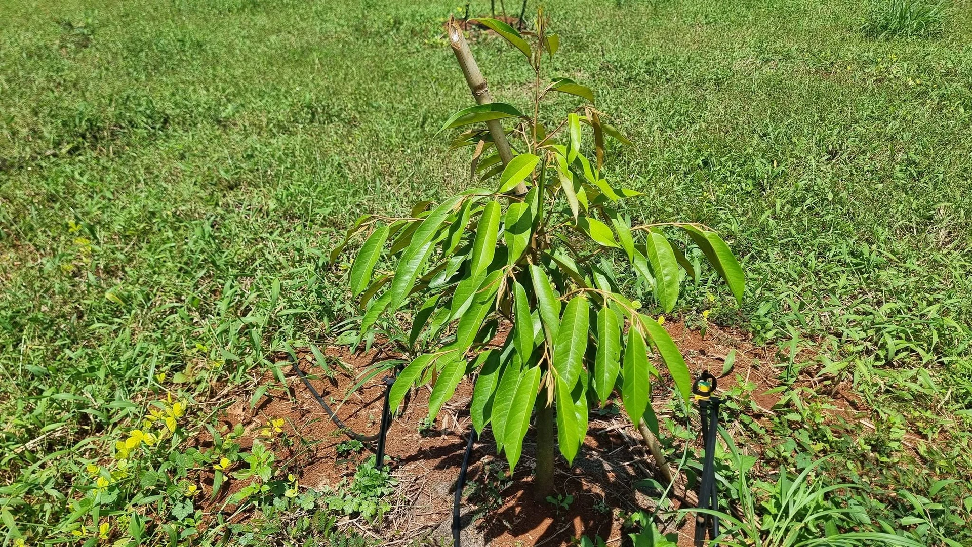 Bán đất sầu riêng và cao su 3ha ở Phú Riêng, Bình Phước - Ảnh 1