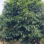 Bán vườn nghỉ dưỡng 6.800m² Xuân Lộc, Đồng Nai - Ảnh thu nhỏ 5