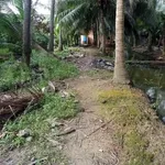 Bán đất thổ vườn 1434m2 SHR Nhơn Mỹ, Cần Thơ - Ảnh thu nhỏ 3