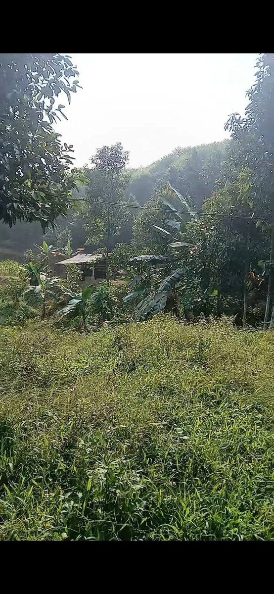 Bán trang trại 1,4 ha Phường Văn Phú - Ảnh thu nhỏ 3