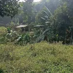 Bán trang trại 1,4 ha Phường Văn Phú - Ảnh thu nhỏ 3