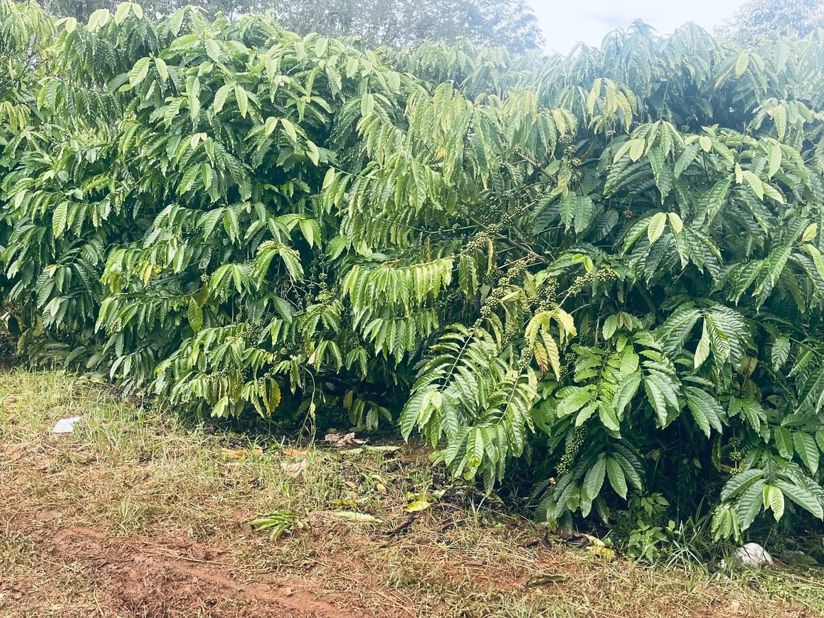 Bán đất vườn cà phê 2.2 ha ở Đắk Nông - Ảnh thu nhỏ 4