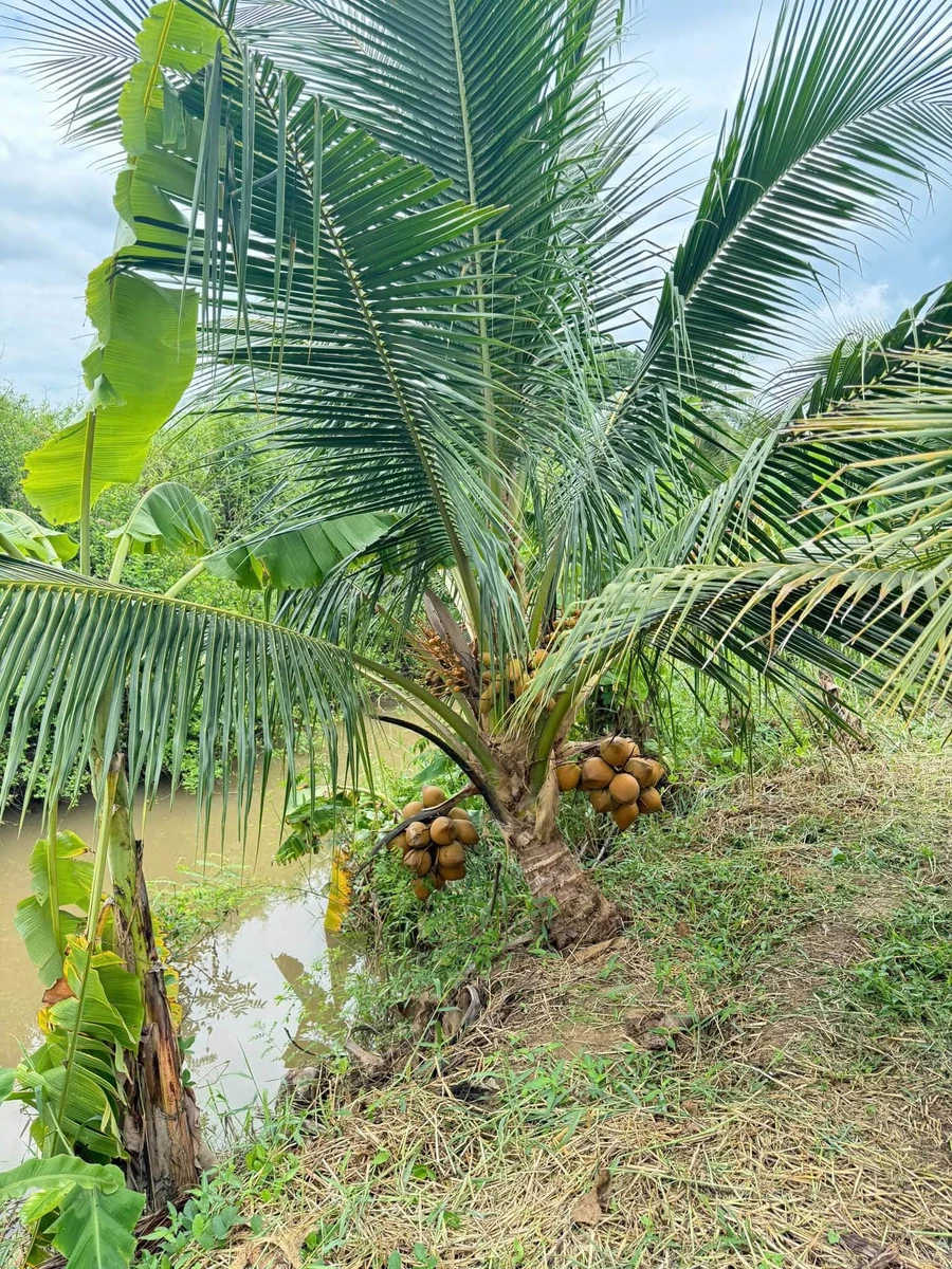 Bán đất 1155m2 gần Phan Thiết, 430 triệu - Ảnh thu nhỏ 2