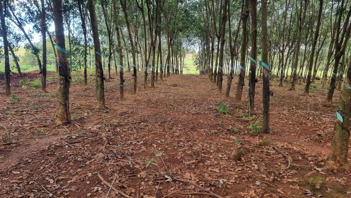 Bán đất sầu riêng và cao su 3ha ở Phú Riêng, Bình Phước - Ảnh thu nhỏ 2