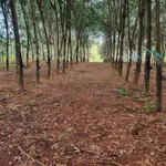 Bán đất sầu riêng và cao su 3ha ở Phú Riêng, Bình Phước - Ảnh thu nhỏ 2