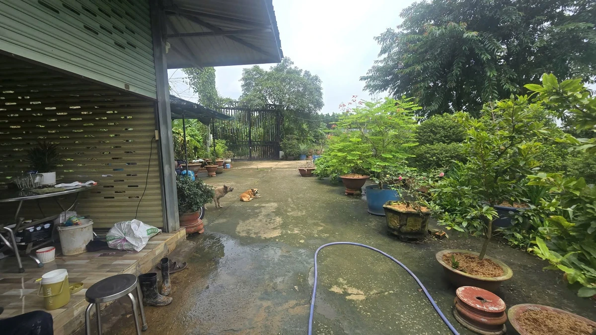 Bán đất vườn mai 19.718m2, 16 sổ hồng, giá 24 tỷ tại Tân Triều, Đồng Nai - Ảnh 1