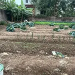 Đất có sổ đỏ đang sử dụng trồng hoa màu - Ảnh thu nhỏ 8