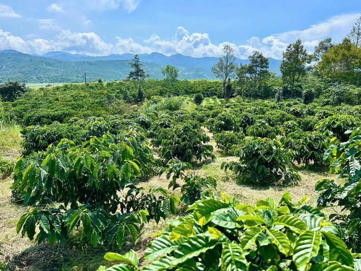 Bán đất 2 sào 3 trồng cà phê Bảo Lộc 1 tỷ 2 - Ảnh thu nhỏ 2