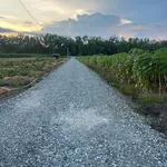 Bán đất 1000m2 ấp 3 xã Tân Thành, Thủ Thừa, Long An giá 490 triệu - Ảnh thu nhỏ 5