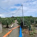 Bán 9000m² đất lúa Châu Thành Long An - Ảnh thu nhỏ 5